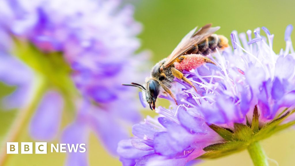 AI-powered conservation project ends